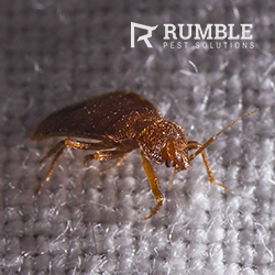 Rumble Pest Solutions