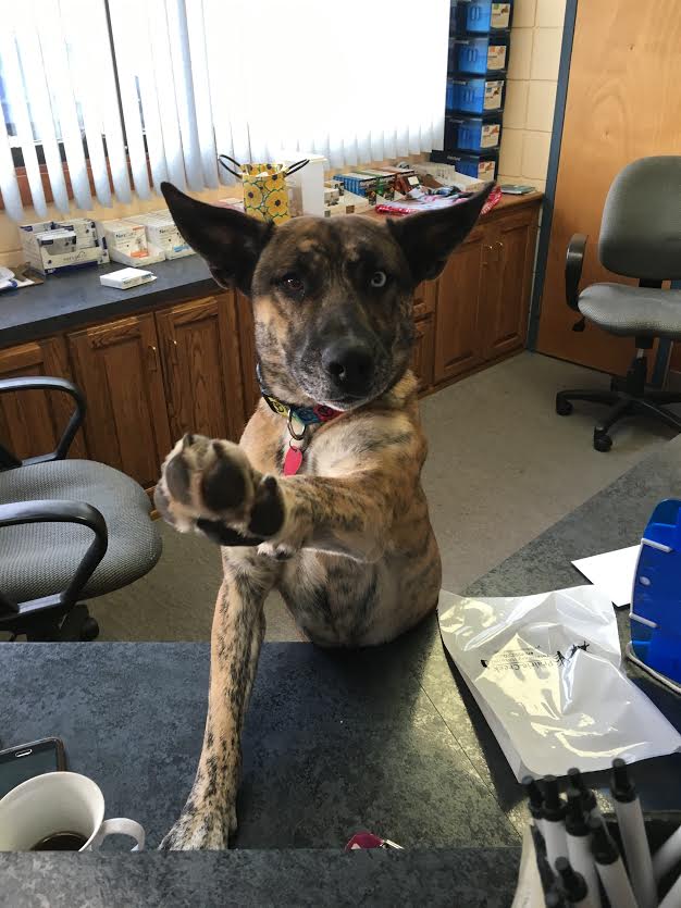 Prairie Creek Veterinary Hospital